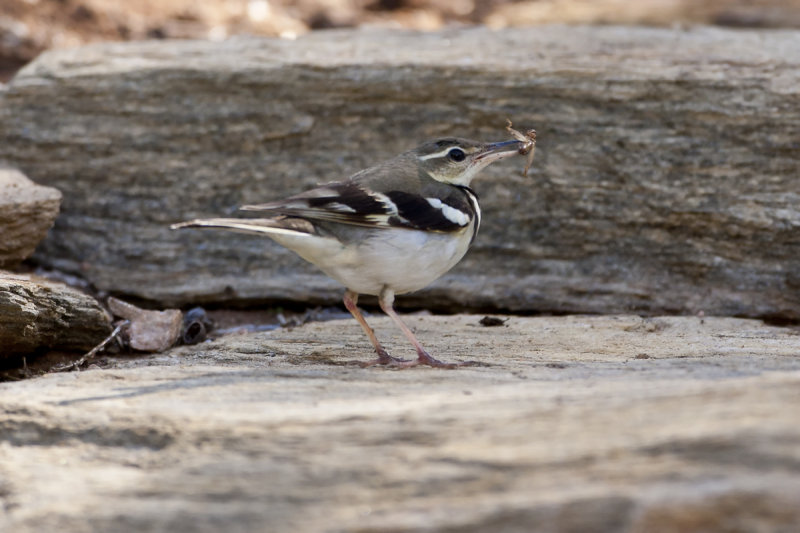 Forest Wagtail - Alice Springs 8474b.jpg