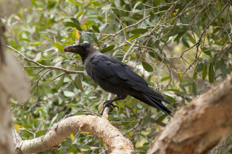 Case 556 House Crow Dee Why 01-Apr-08.jpg
