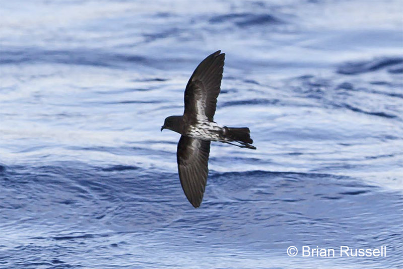 Case 755 NZ Storm Petrel - Britannia Seamounts QLD 14-Apr-14.jpg