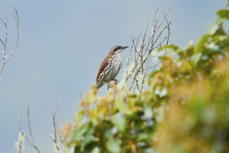 Stripe breasted Rhabdornis - Mt Kitanglad Mindanao 3148.jpg