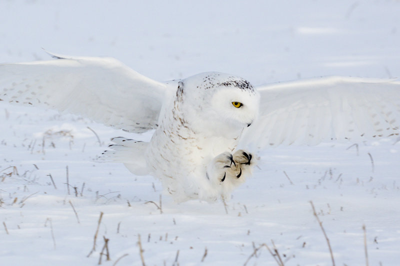 Snowy Owl 0663_1200.jpg