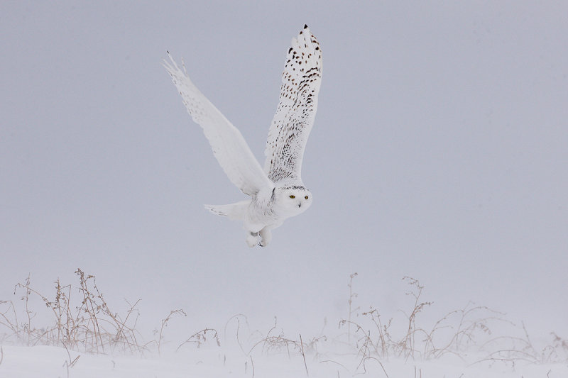 Snowy Owl 1341_1200.jpg