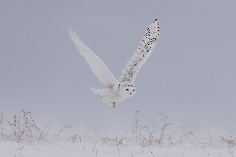Snowy Owl 1344_1200.jpg