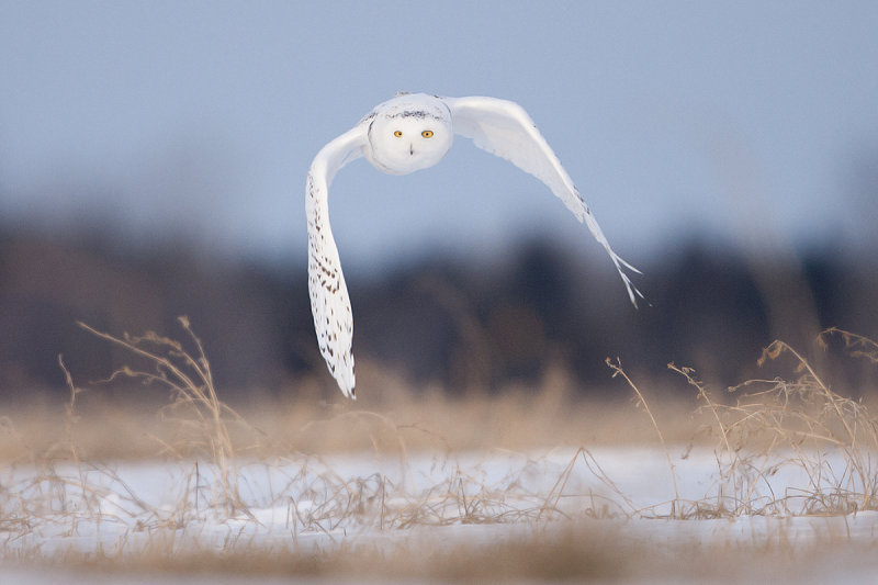 Snowy Owl 9764_1200.jpg
