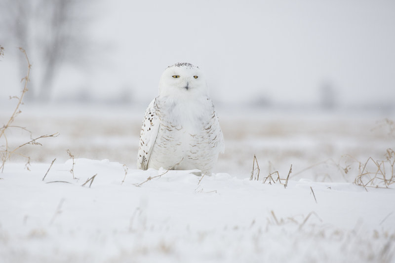 Snowy Owl 9961_1200.jpg