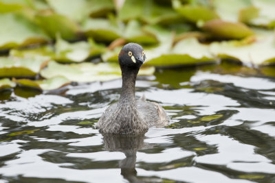 Australian Little Grebe_6268.jpg