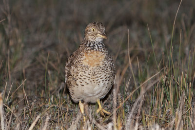 Plains Wanderer_4065.jpg