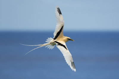 White-tailed Tropicbird_9061b2.jpg