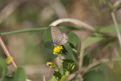Samphire Blue_8947bs.jpg