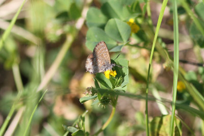 Samphire Blue_8950bs.jpg