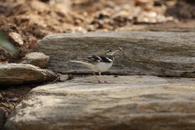 Case_811_Forest Wagtail - Alice Springs 8474.jpg