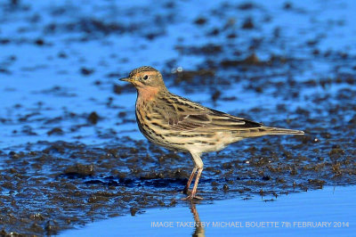 Case_813_Red-throated Pipit  7th Feb 2014 taken by Michael Bouette.jpg