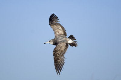 Case 543 Black-tailed Gull Geraldton WA 06-May-07.jpg