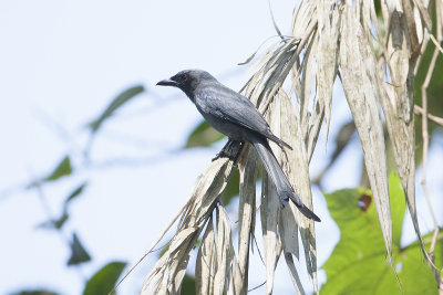 Ashy Drongo - Palawan - Philippines 2788.jpg