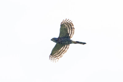 Crested Goshawk - Road to Balhasan Trial Palawan 2526.jpg