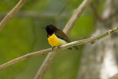 Maroon-naped Sunbird - Twin Lakes Negros 3060.jpg