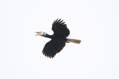 Palawan Hornbill 2604.jpg