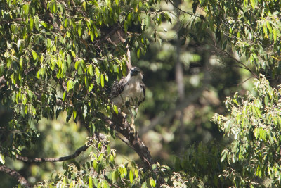 Philippine Eagle 3356bs.jpg