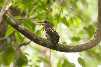 Spotted Wood-Kingfisher - Mt Makiling 2912b.jpg