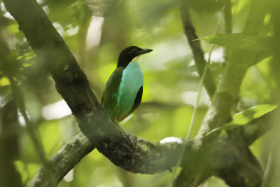 Steeres Pitta 2988bs.jpg