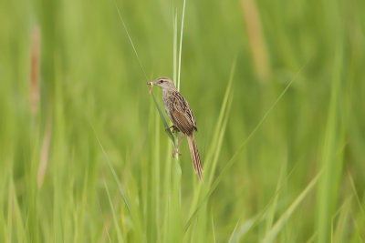 Striated Grassbird - P Uni Dairy Farm Site 2962.jpg
