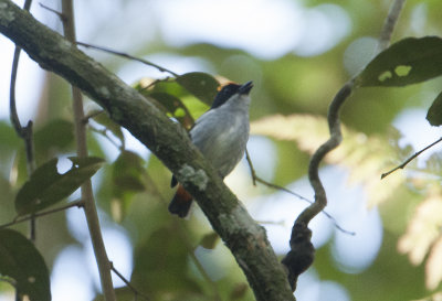 Flame-crowned Flowerpecker - Mindanao 3230.jpg