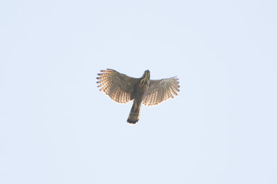 Pinskers Hawk-Eagle - Mt Kitanglad Mindanao 3107.jpg