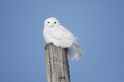 Snowy Owl 0072_1200.jpg