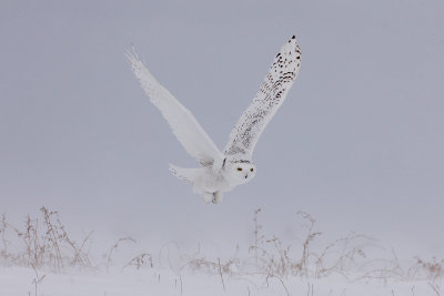 Snowy Owl 1344_1200.jpg