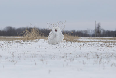 Snowy Owl 9654_1200.jpg