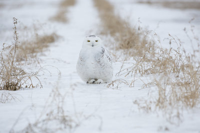 Snowy Owl 9717_1200.jpg