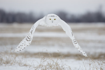Snowy Owl 9723_1200.jpg