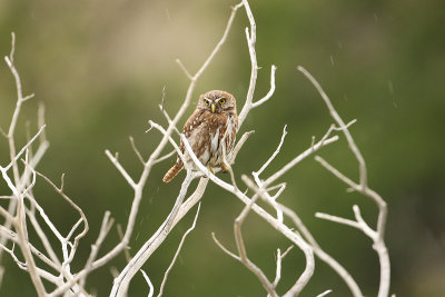 Austral Pygmy Owl 3206.jpg