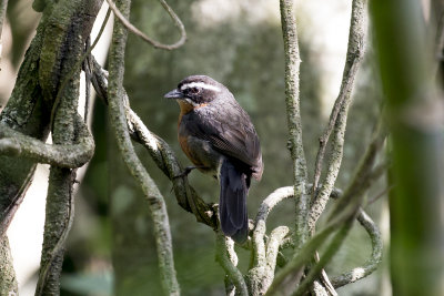 Black-and-Rufous Warbling Finch - Costanera Sur_9406.jpg
