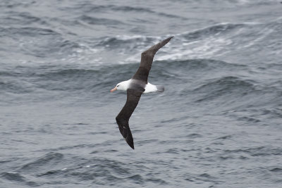 Black-browed Albatross - Ushuaia _0419.jpg