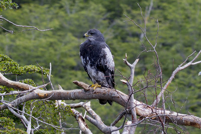 Black-chested Buzzard Eagle - Ushuaia 0466.jpg