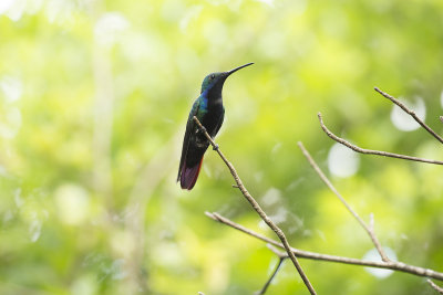 Black-throated Mango  - Iguazu _1020.jpg