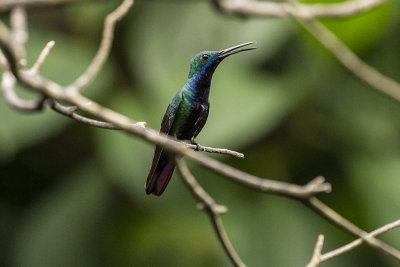 Black-throated Mango - Iguazu _1095.jpg