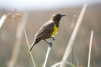 Brown and Yellow Marshbird - El Palenque _9967.jpg