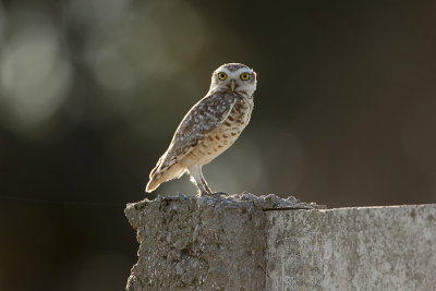 Burrowing Owl - El Palenque Ranch 2871.jpg