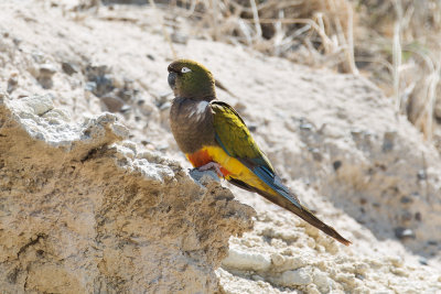 Burrowing Parrot - Near Las Grutas_0290.jpg