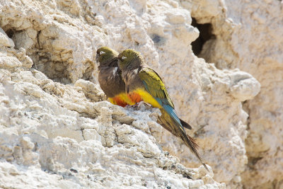 Burrowing Parrot - Near Las Grutas_0296.jpg