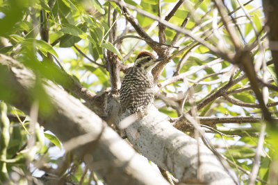 Checkered Woodpecker - Costanera Sur_9441.jpg