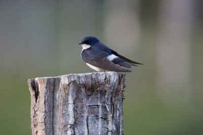 Chilean Swallow - Ushuaia 0565.jpg
