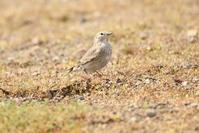 Common Miner perhaps - El Calafate 3121.jpg