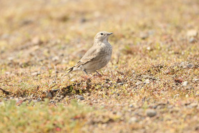 Common Miner perhaps  - El Calafate 3121.jpg