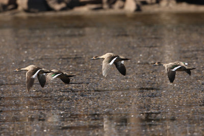 Crested  Duck - Buenos Aires Plateau 3234.jpg