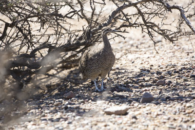 Elegant Crested Tinamou  - Punta Tombo _0078.jpg