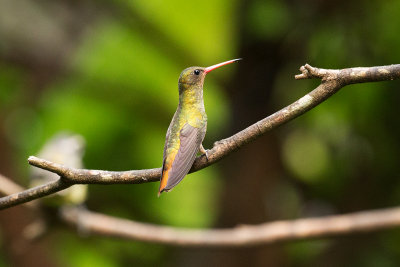 Gilded Sapphire - Iguazu _1034.jpg