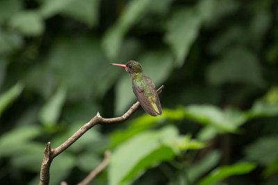Glittering-bellied Emerald - Iguazu _1125.jpg